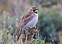 Eremophila alpestris